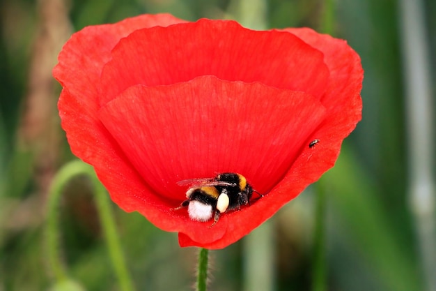 Close-up of honey bee on red poppy