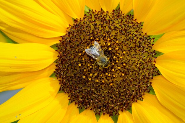 Close-up of honey bee on sunflower