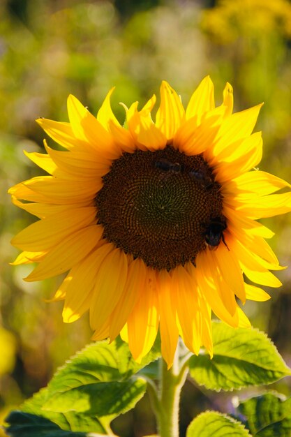 Close-up of honey bee on sunflower