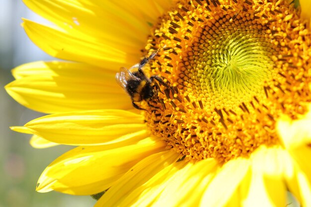 Close-up of honey bee on sunflower