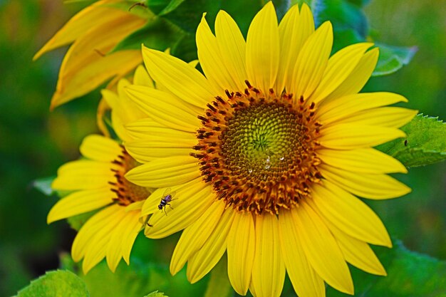 Close-up of honey bee on sunflower