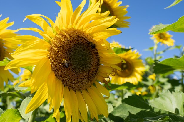 Close-up of honey bee on sunflower