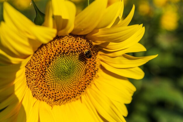 Close-up of honey bee on sunflower