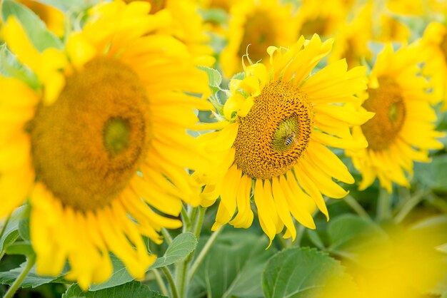 Close-up of honey bee on sunflower