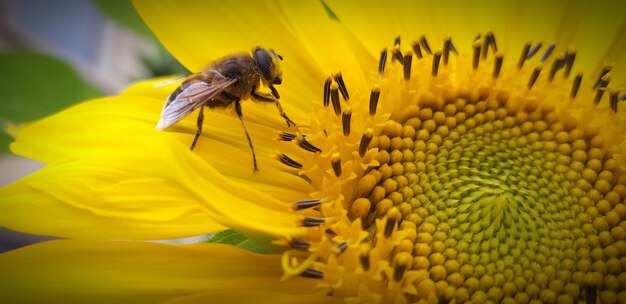 Close-up of honey bee on sunflower