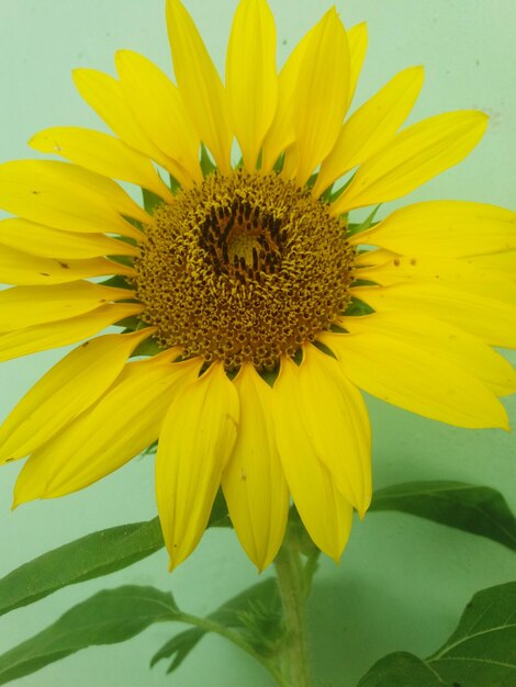 Close-up of honey bee on sunflower