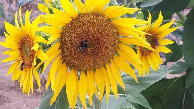 Close-up of honey bee on sunflower