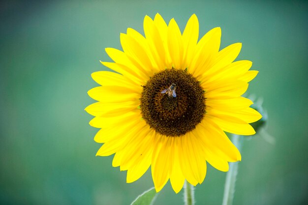 Close-up of honey bee on sunflower