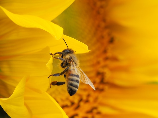 close-up of honey bee on sunflower