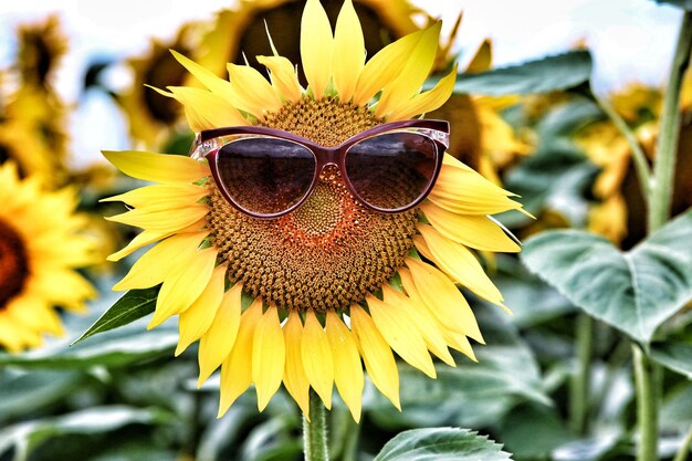 Close-up of honey bee on sunflower