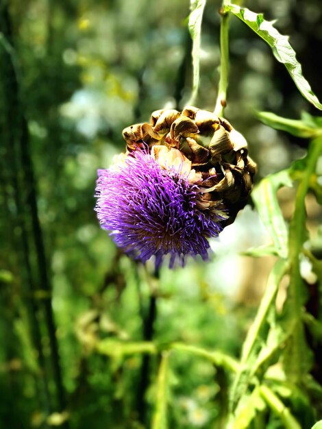 Close-up of honey bee on thistle