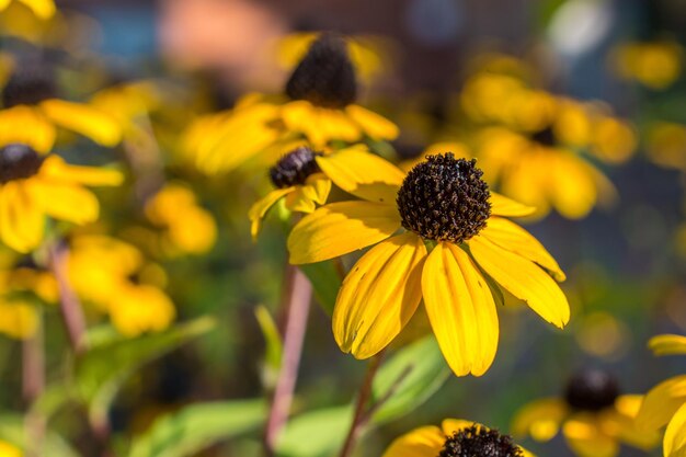 Close-up of honey bee on yellow flower blooming outdoors