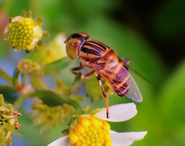 Close-up of honey bee on yellow flower