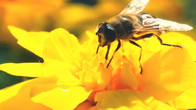 Close-up of honey bee on yellow flower