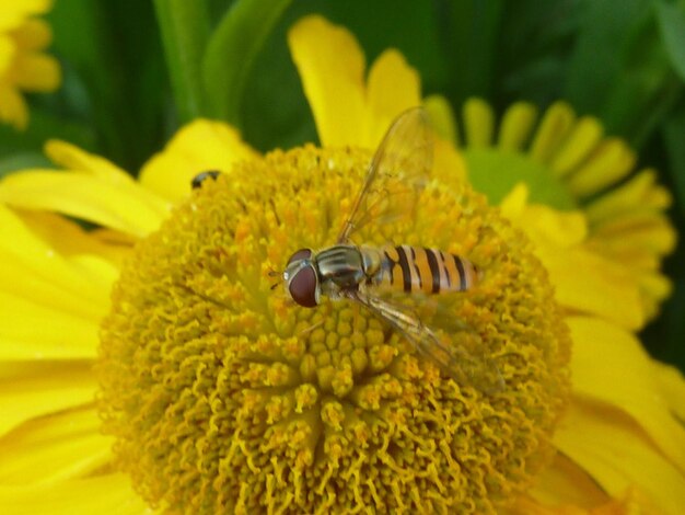 Close-up of honey bee on yellow flower