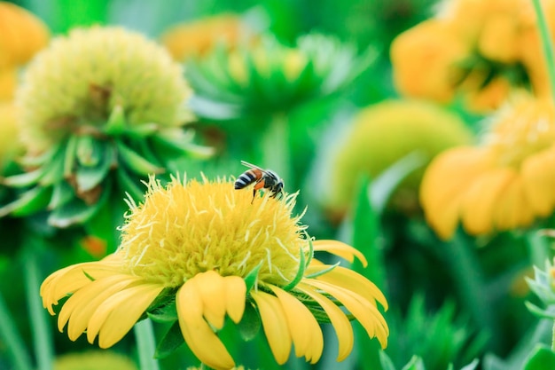 Close-up of honey bee on yellow flower