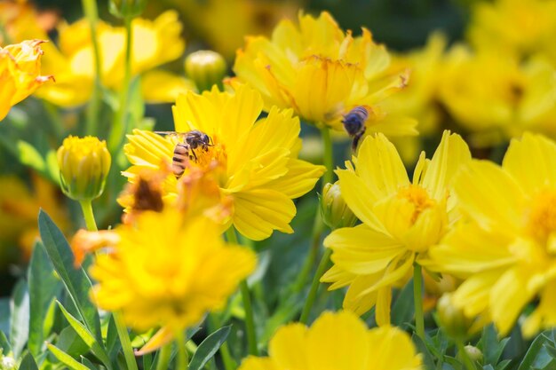 Close-up of honey bee on yellow flower