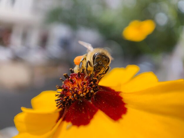 Close-up of honey bee on yellow flower