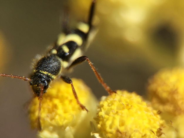 Крупный план медоносной пчелы на желтом цветке