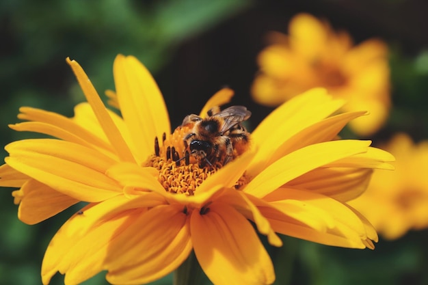 Close-up of honey bee on yellow flower