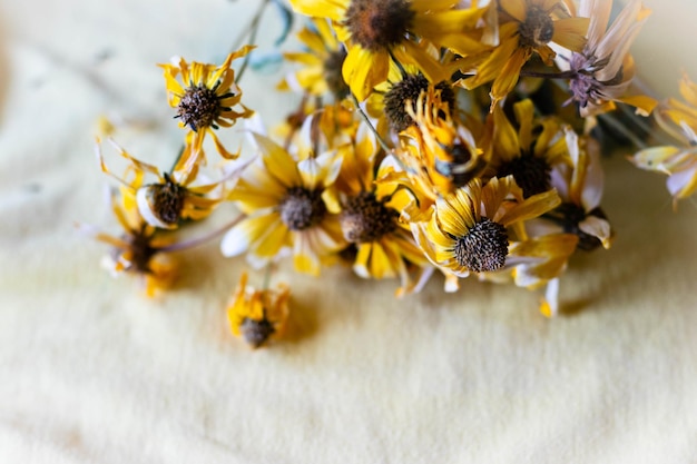 Photo close-up of honey bee on yellow flowering plant