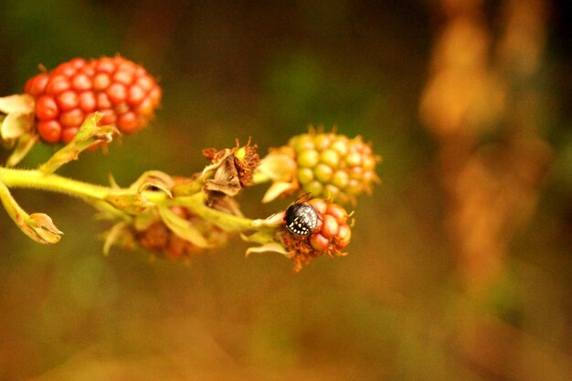 Close-up of honey bee