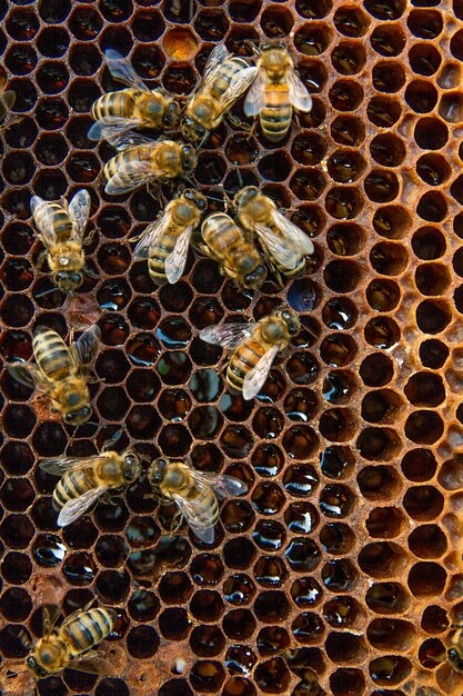 Photo close-up of honey bees on comb