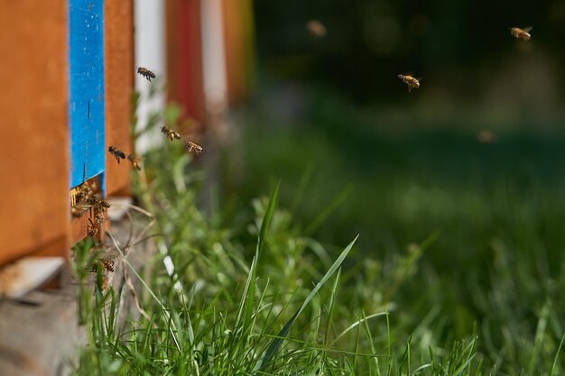 Close-up of honey bees flying on field