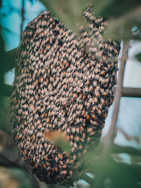 蜂の巣の上にある蜂のクローズアップ