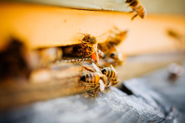 Photo close-up of honey bees on wood