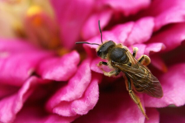 Close-up of honeybee pollinating on pink flower