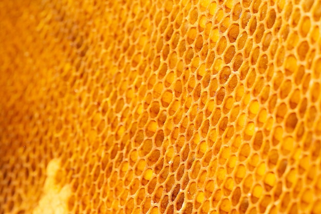 A close up of a honeycomb that has the texture of the honeycomb