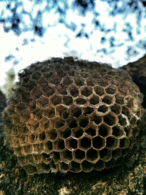 Photo close-up of honeycomb on tree