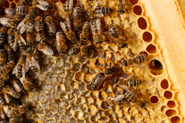 Close up honeycomb in wooden frame with bees on it 