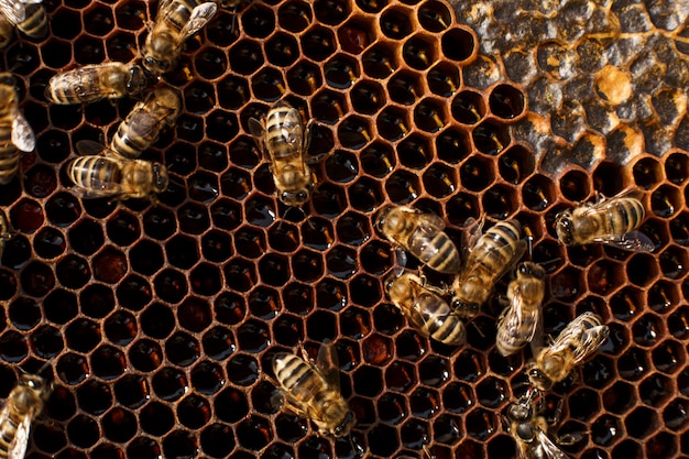 Close up honeycomb in wooden frame with bees on it. 