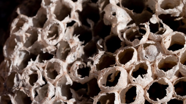 Photo close-up of honeycomb