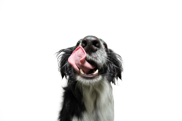 Close-up hongerige puppy hondje likt zijn lippen met tong geïsoleerd op een witte achtergrond