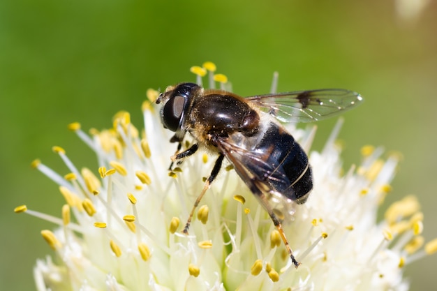 Close-up, honingbij op een uienbloem verzamelt stuifmeel, bestuiving van bloemen. Bijen profiteren.