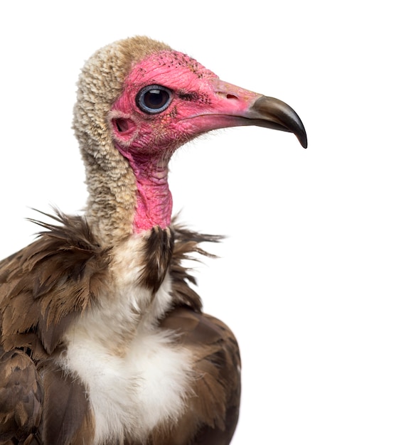 Close-up of a Hooded vulture - Necrosyrtes monachus (11 years old) in front of a white background