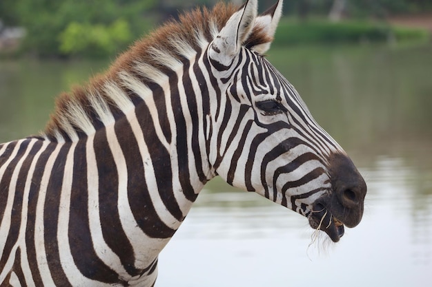 Close-up hoofd de burchell zebra in nationaal park