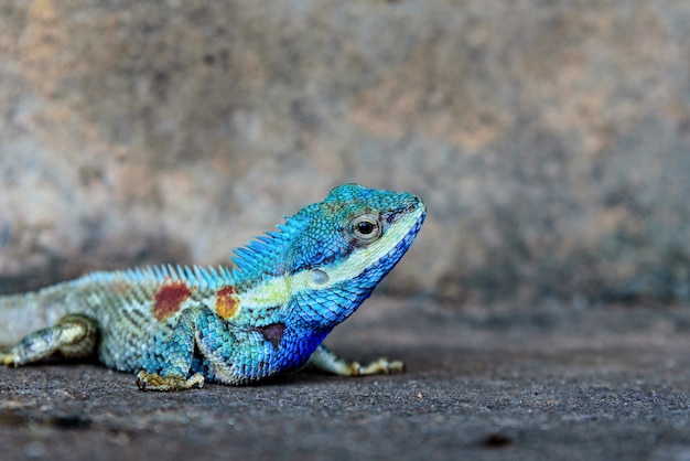 Close-up hoofd Indo-Chinese boshagedis of Calotes Mystaceus op de oude muurachtergrond van het grungecement