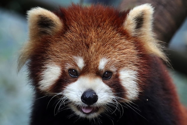 Close-up hoofd rode panda Ailurus fulgens, Rode panda close-up