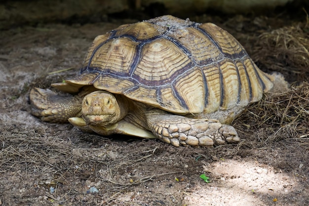 Close-up hoofd van de grote Sulcata-schildpad in de tuin