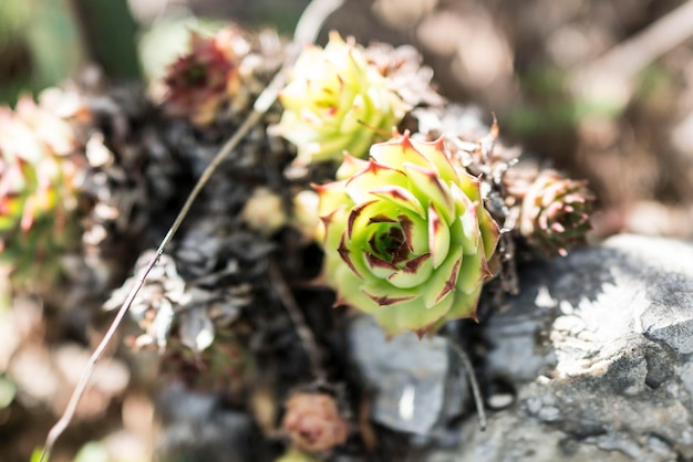 Close-up hooghoekbeeld van een bloem