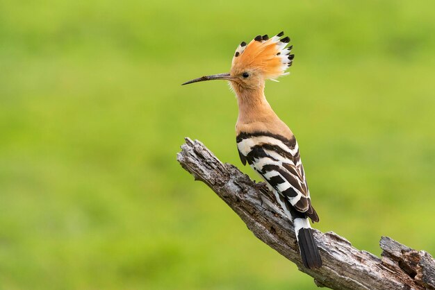 Photo close-up of hoopoe perching on branch