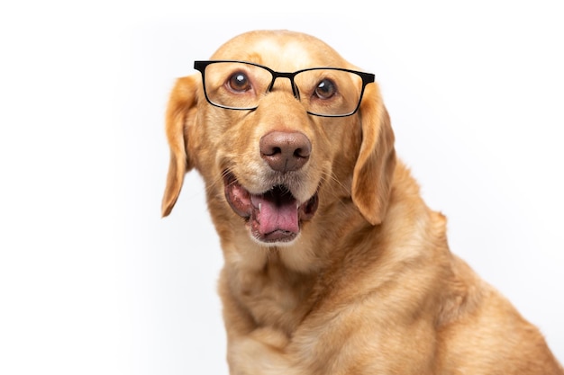 Foto ritratto in studio orizzontale di un retriever labrador sorridente che indossa occhiali trasparenti e che sembra divertente su uno sfondo bianco