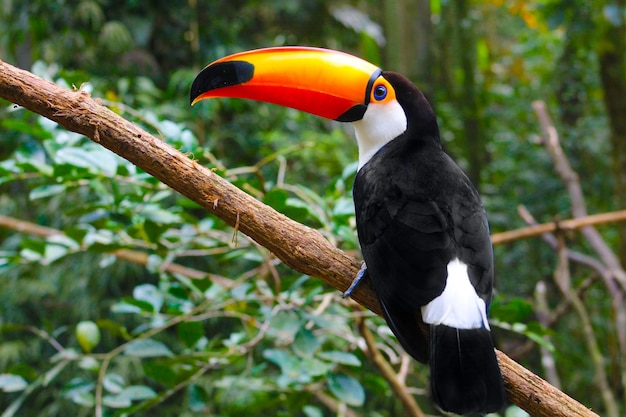 Close-up of hornbill perching on branch