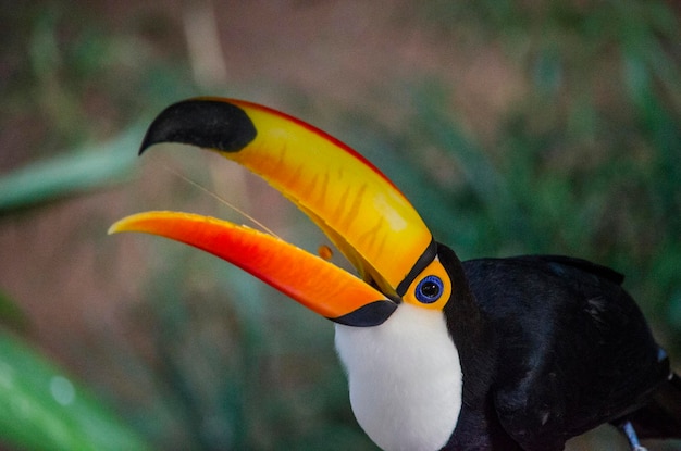 Photo close-up of hornbill