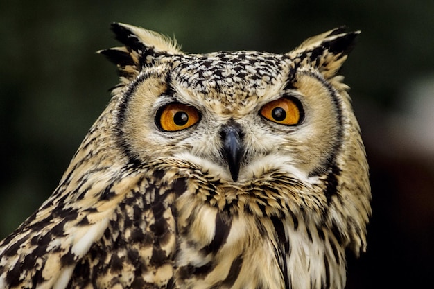 Photo close-up of horned owl