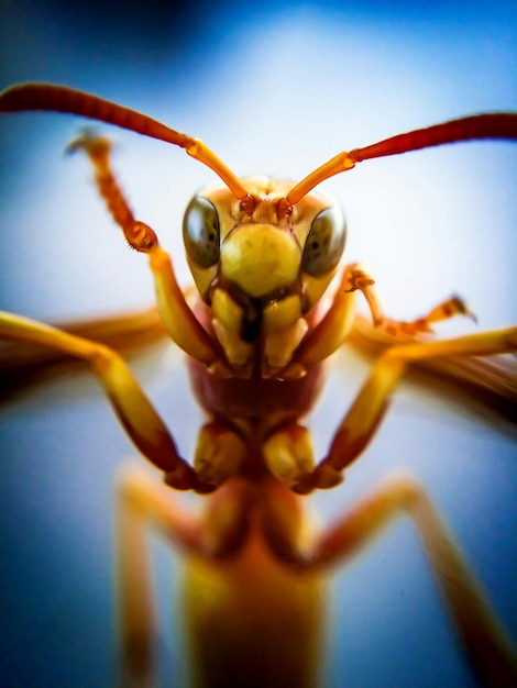 Photo close-up of hornet against sky